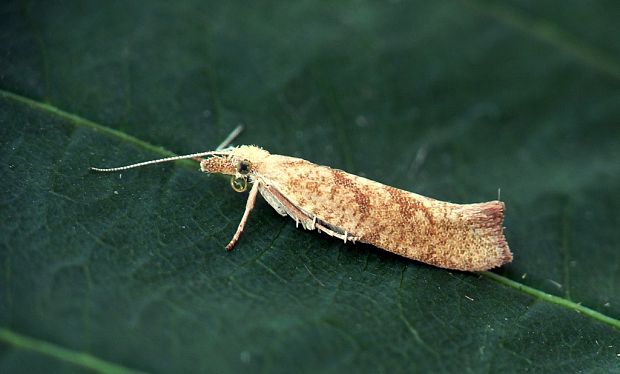 molička dúbravová cf. Ypsolopha alpella Fabricius,1775