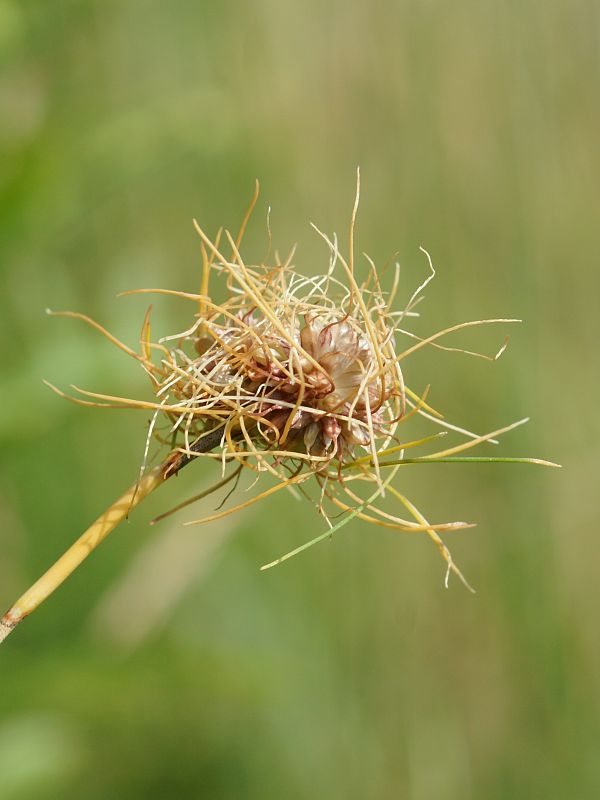 cesnak poľný Allium vineale  L.