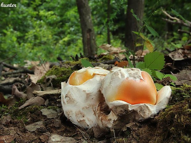 muchotrávka cisárska Amanita caesarea (Scop.) Pers.