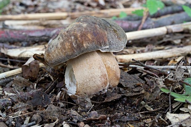 hríb bronzový Boletus aereus Bull. ex Fr.