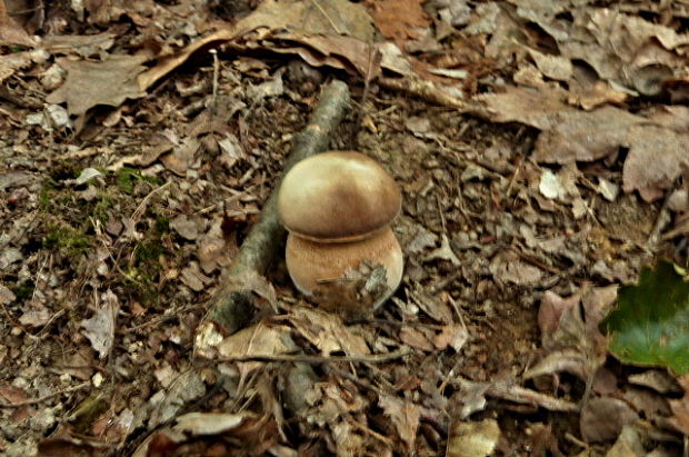 hríb bronzový Boletus aereus Bull. ex Fr.