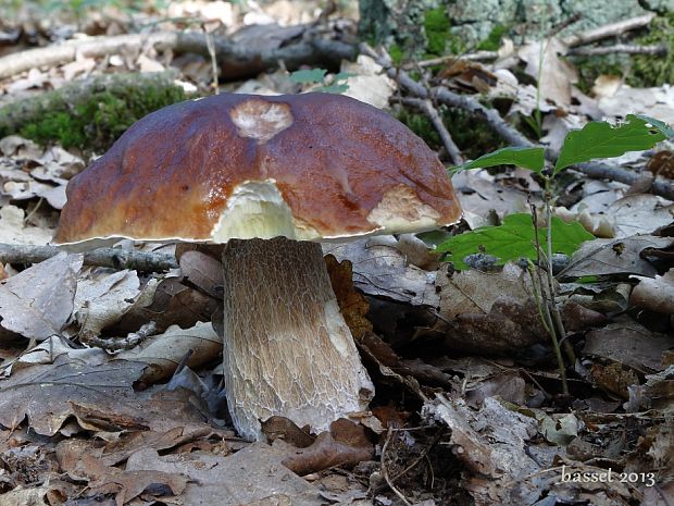 hríb smrekový Boletus edulis Bull.