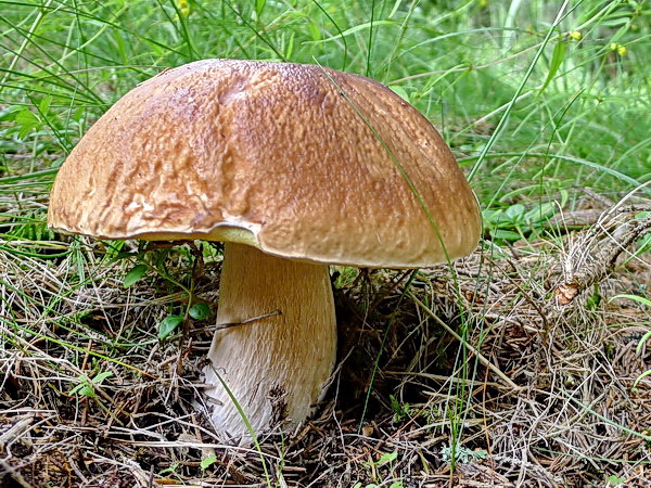 hríb smrekový Boletus edulis Bull.