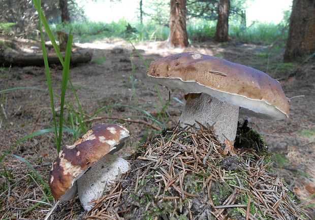 hríb smrekový Boletus edulis Bull.