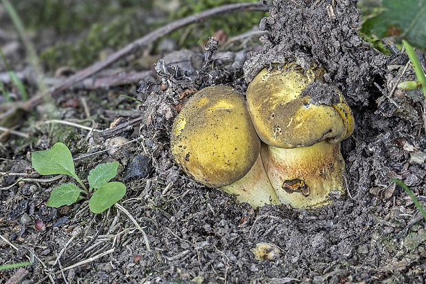 hríb zrnitohlúbikový odfarbený? Boletus luridiformis var. discolor? (Quél.) Krieglst.