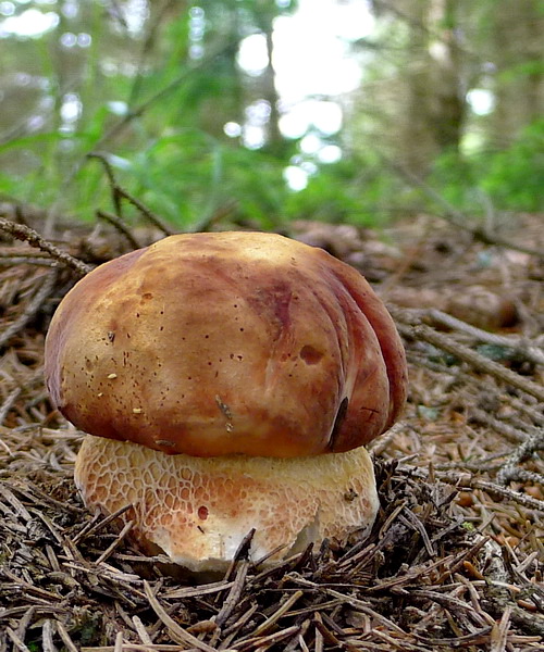 hríb sosnový Boletus pinophilus Pil. et Dermek in Pil.