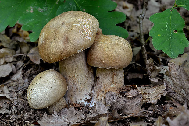 hríb dubový Boletus reticulatus Schaeff.