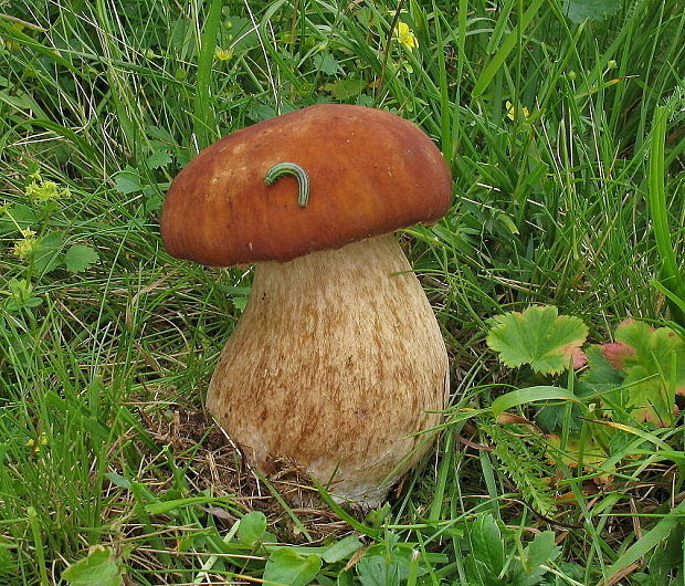 hríb dubový Boletus reticulatus Schaeff.