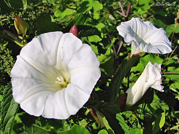 povoja plotná Calystegia sepium (L.) R. Br.