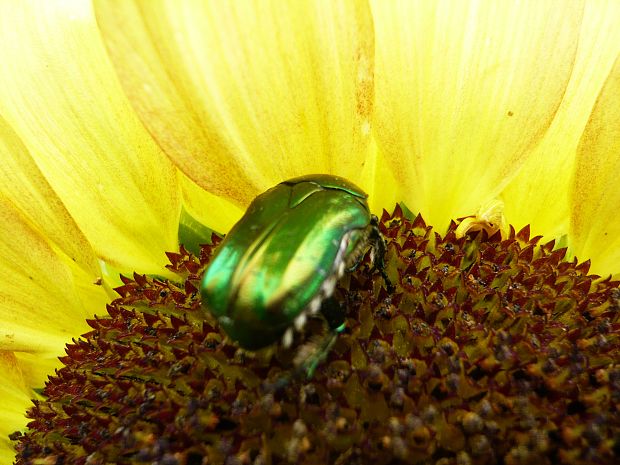 zlatoň obyčajný Cetonia aurata