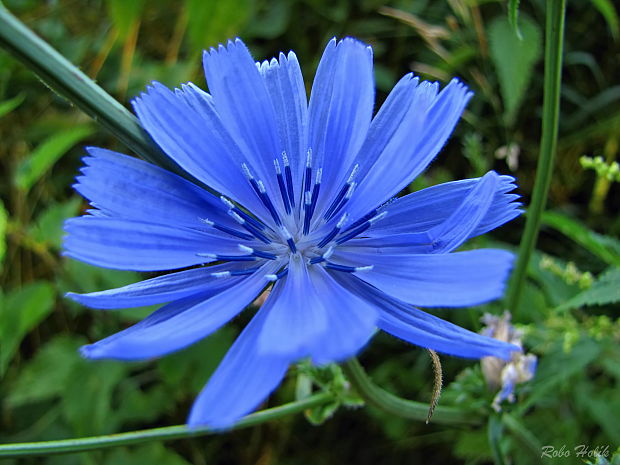 čakanka obyčajná Cichorium intybus L.