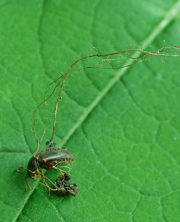 parazitická huba Cordyceps sp. ?