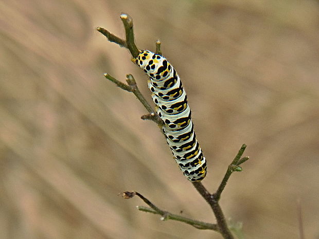 mora krtičníková Cucullia scrophulariae Denis & Schiffermüller, 1775