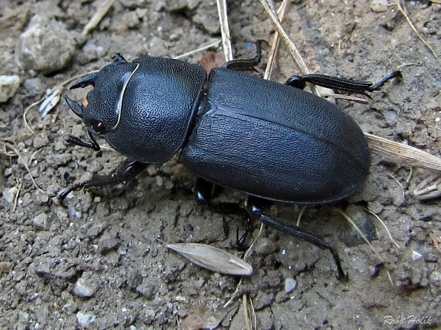 roháčik obyčajný Dorcus parallelopipedus