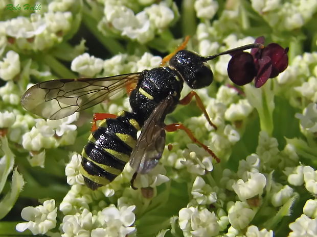 kutavka Ectemnius sp.