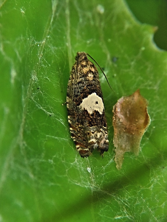 obaľovač pdbeľový Epiblema sticticana Fabricius, 1794