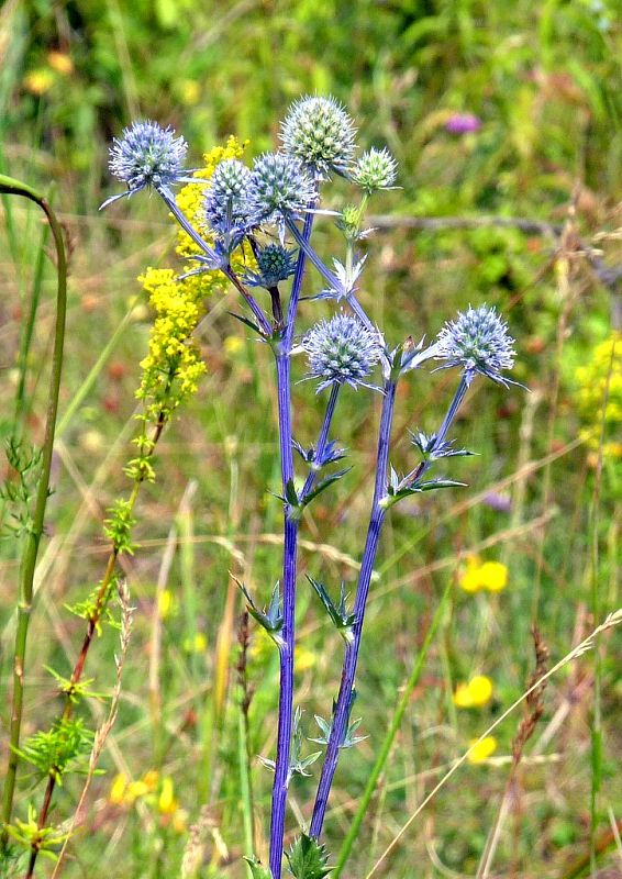 kotúč modrastý Eryngium planum L.