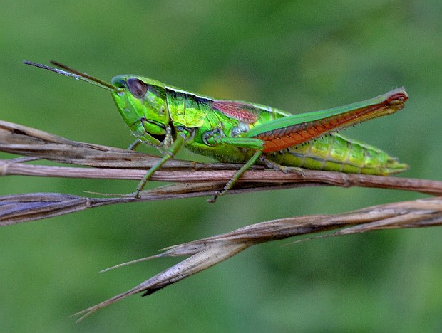 koník zlatistý Euthystira brachyptera Ocskay, 1826