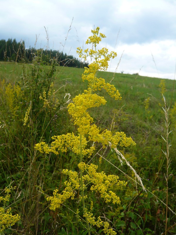 lipkavec syridlový Galium verum L.