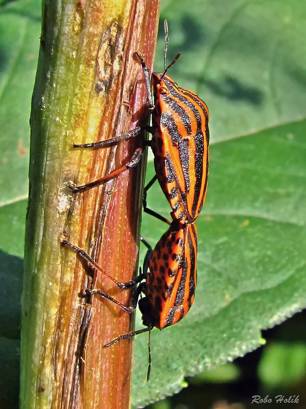 bzdocha pásavá Graphosoma italicum