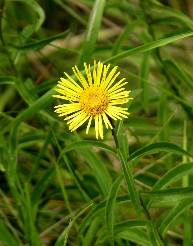 oman vŕbolistý Inula salicina L.