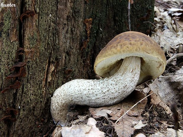 kozák hrabový Leccinum pseudoscabrum (Kallenb.) Šutara