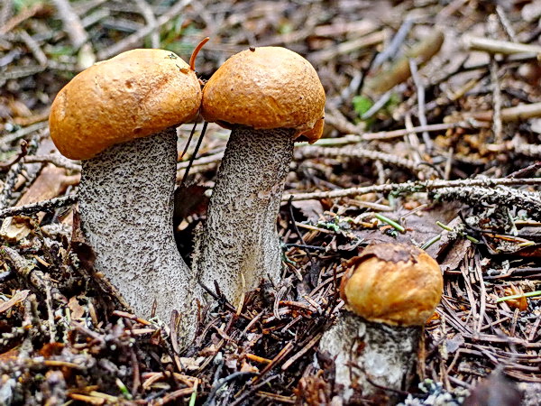 kozák žltooranžový Leccinum versipelle (Fr. & Hök) Snell