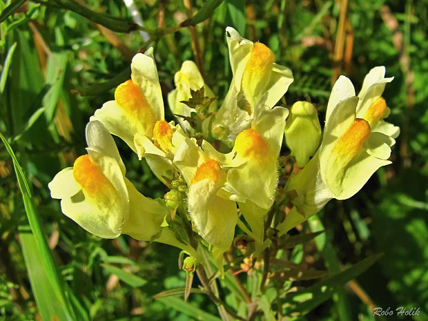 pyštek obyčajný Linaria vulgaris Mill.