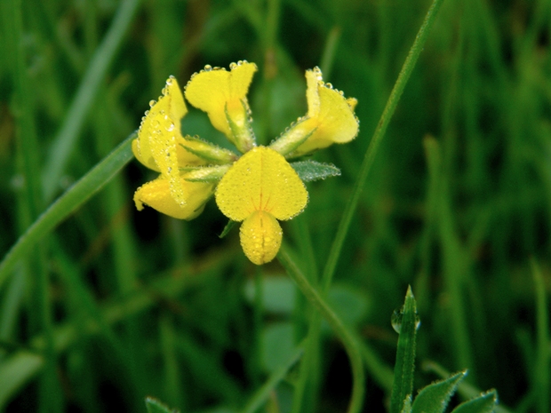 ľadenec rožkatý Lotus corniculatus L.