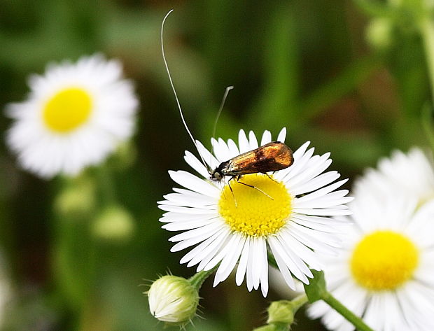 adéla marulková Nemophora fasciella