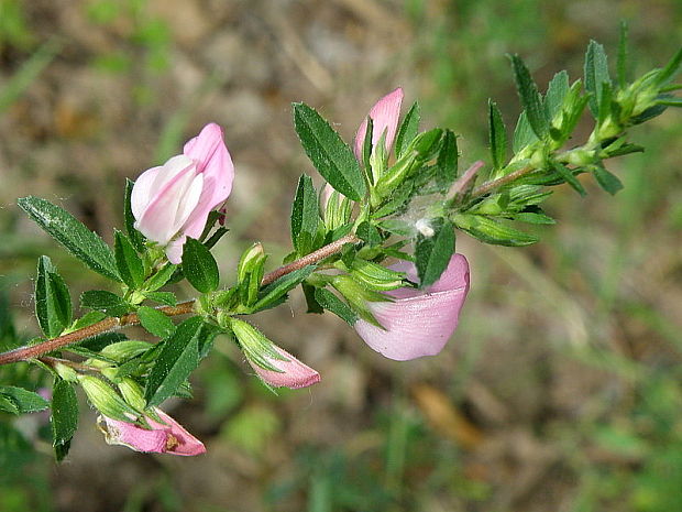 ihlica tŕnitá Ononis spinosa L.