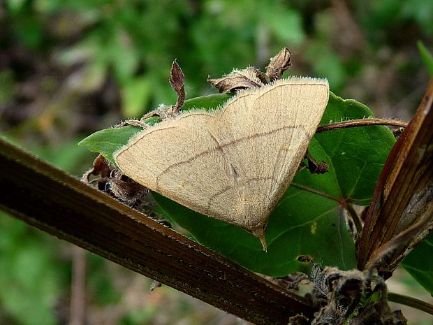 pamora hrabanková Paracolax tristalis