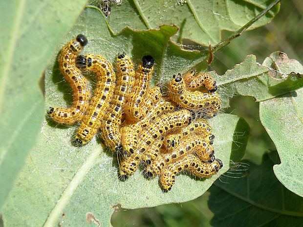 faléra lipová / vztyčnořitka lipová Phalera bucephala Linnaeus, 1758