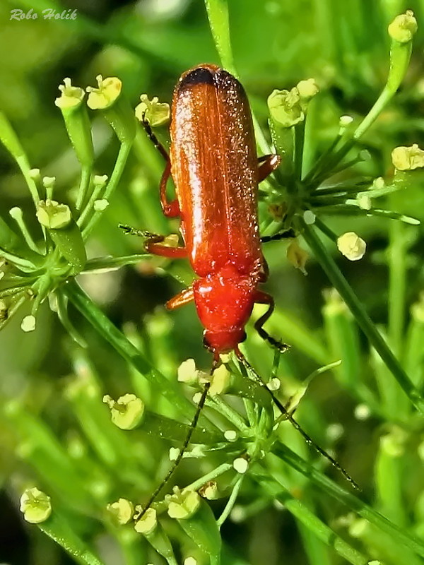 snehuľčík žltý Rhagonycha fulva