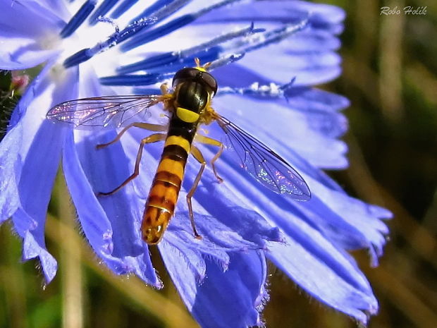 pestrica pruhovaná Sphaerophoria scripta