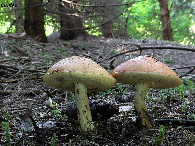 masliak zrnitý Suillus granulatus (L.) Roussel