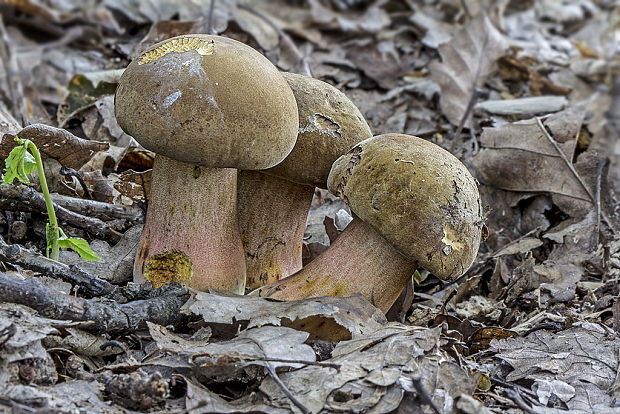 hríb zrnitohlúbikový Sutorius luridiformis (Rostk.) G. Wu & Zhu L. Yang