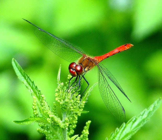 vážka červená Sympetrum sanguineum