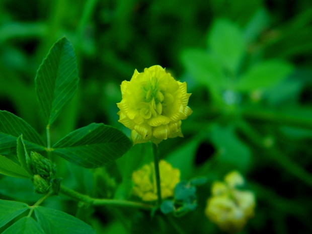 ďatelina poľná Trifolium campestre Schreb.