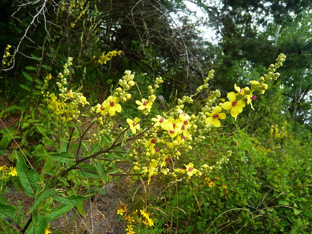 divozel chaixov rakúsky Verbascum chaixii subsp. austriacum (Schott ex Roem. et Schult.) Hayek