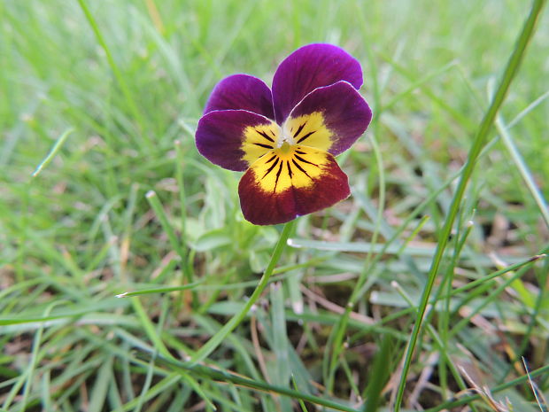 fialka Viola x wittrockiana
