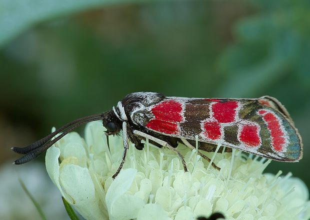 vretienka vičencová Zygaena carniolica