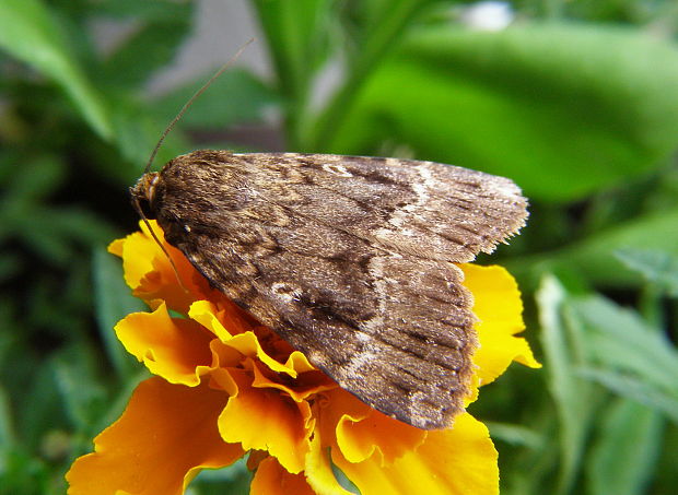 blišťavka orechova Amphipyra pyramidea