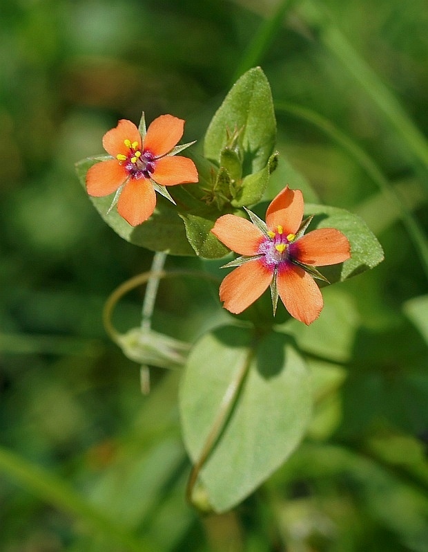 drchnička roľná Anagallis arvensis L.