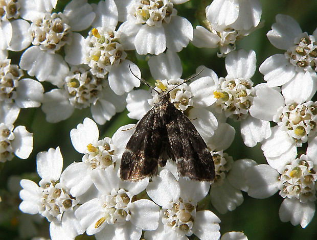 listomôľka Fabriciova / molovenka kopřivová Anthophila fabriciana Linnaeus, 1767