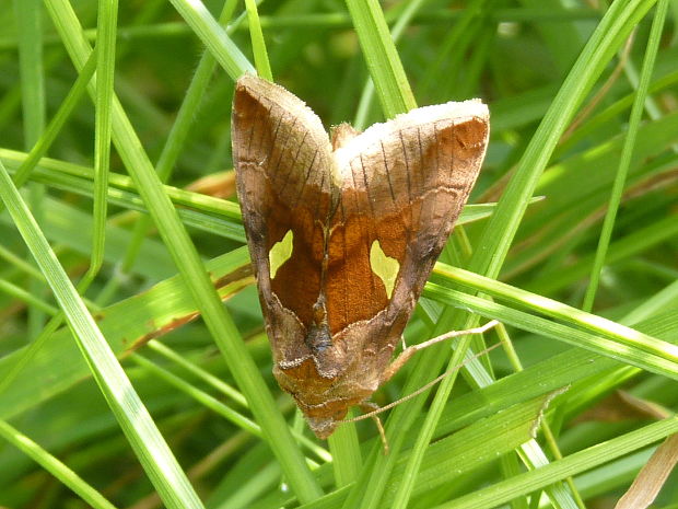 mora veľkoškvrnná Autographa bractea