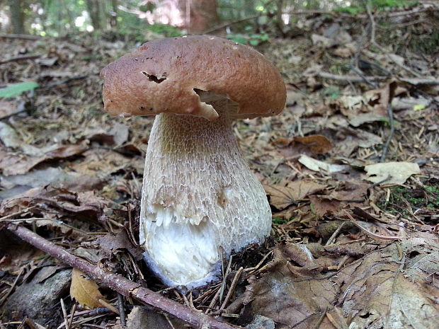 hríb smrekový Boletus edulis Bull.