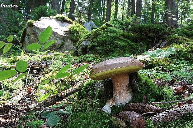 hríb smrekový Boletus edulis Bull.