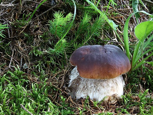 hríb smrekový Boletus edulis Bull.