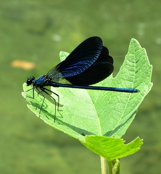 hadovka obyčajná Calopteryx virgo